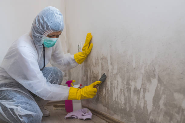Mold Remediation for Vacation Homes in University Of Pittsburgh Johnstown, PA